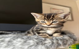 Maine Coon cats for sale: 7 Maine Coon x Bengal kittens - Image 14