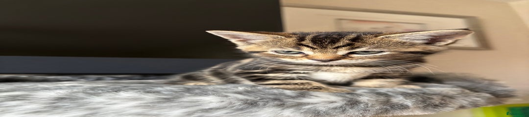 Maine Coon Kitten 7