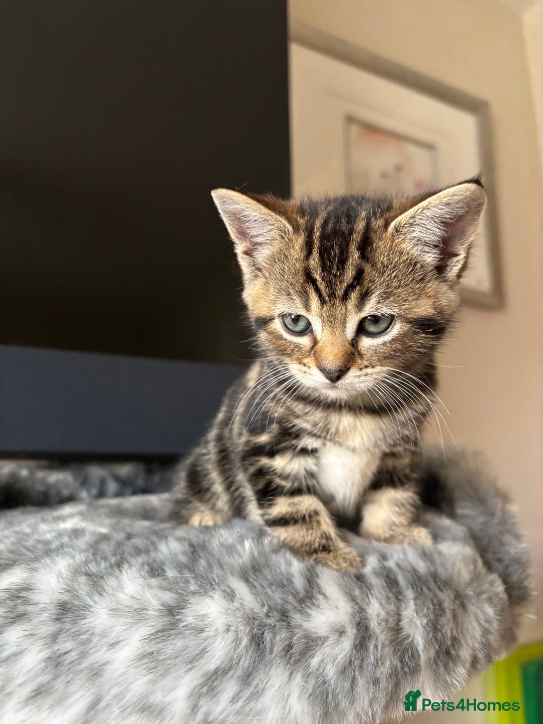 Maine Coon cats for sale: 7 Maine Coon x Bengal kittens - Image 14