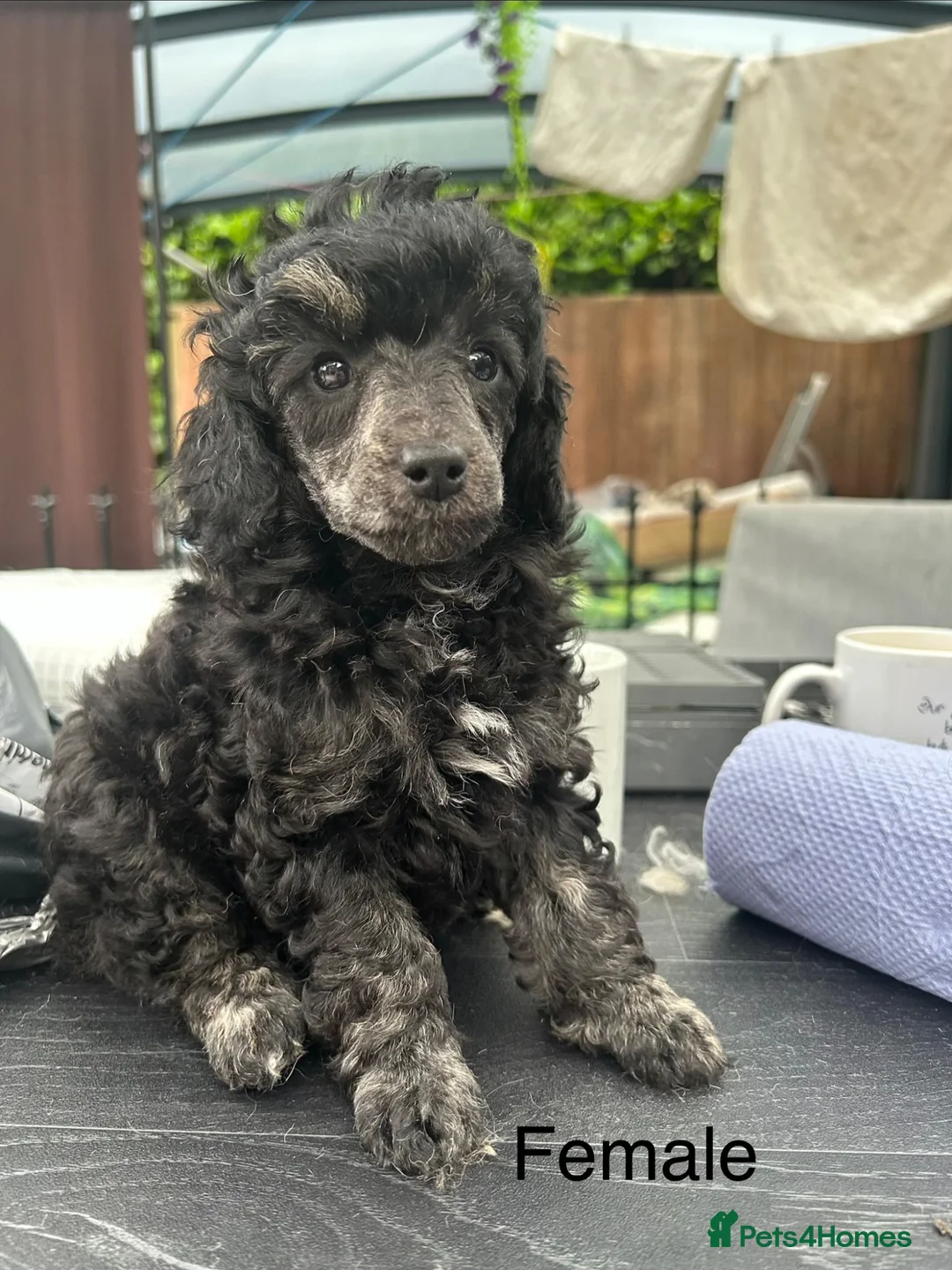 Miniature Poodle dogs for sale: KC registered miniature poodles  - Advert 1