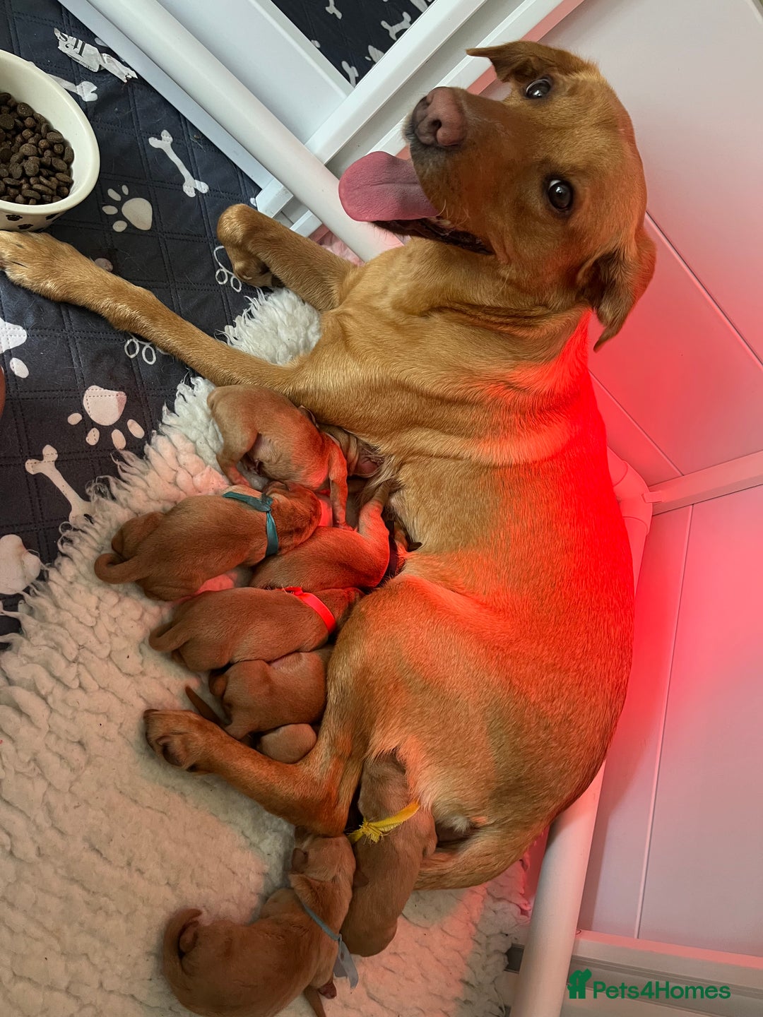 Labrador Retriever dogs for sale: Fox red Labrador Puppies - Image 3