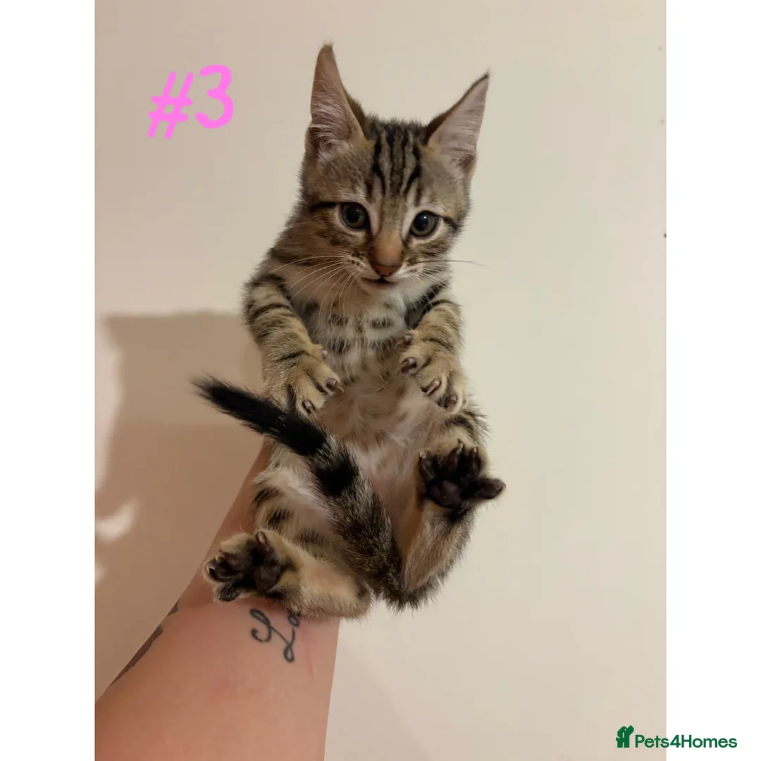 Bengal cats for sale: Adorable Kittens  - Advert 7