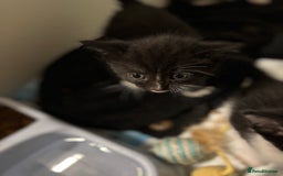 Bengal cats for sale: Bengal cross tabby kittens rare melanistic!!! - Image 7