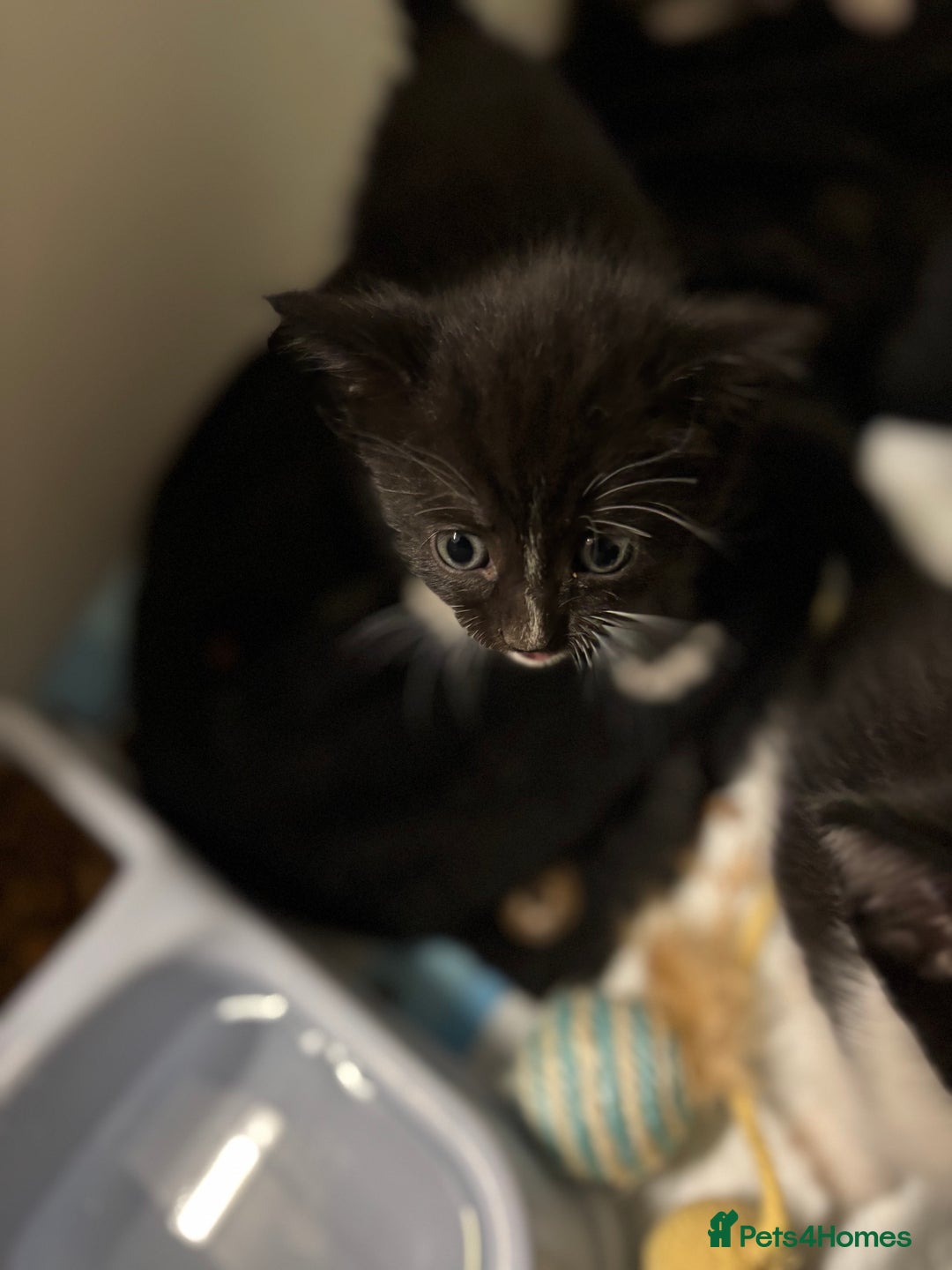 Bengal cats for sale: Bengal cross tabby kittens rare melanistic!!! - Image 7