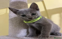 Russian Blue cats for sale: TICA REGISTERED Pure Breed Russian Blue Kittens - Image 10