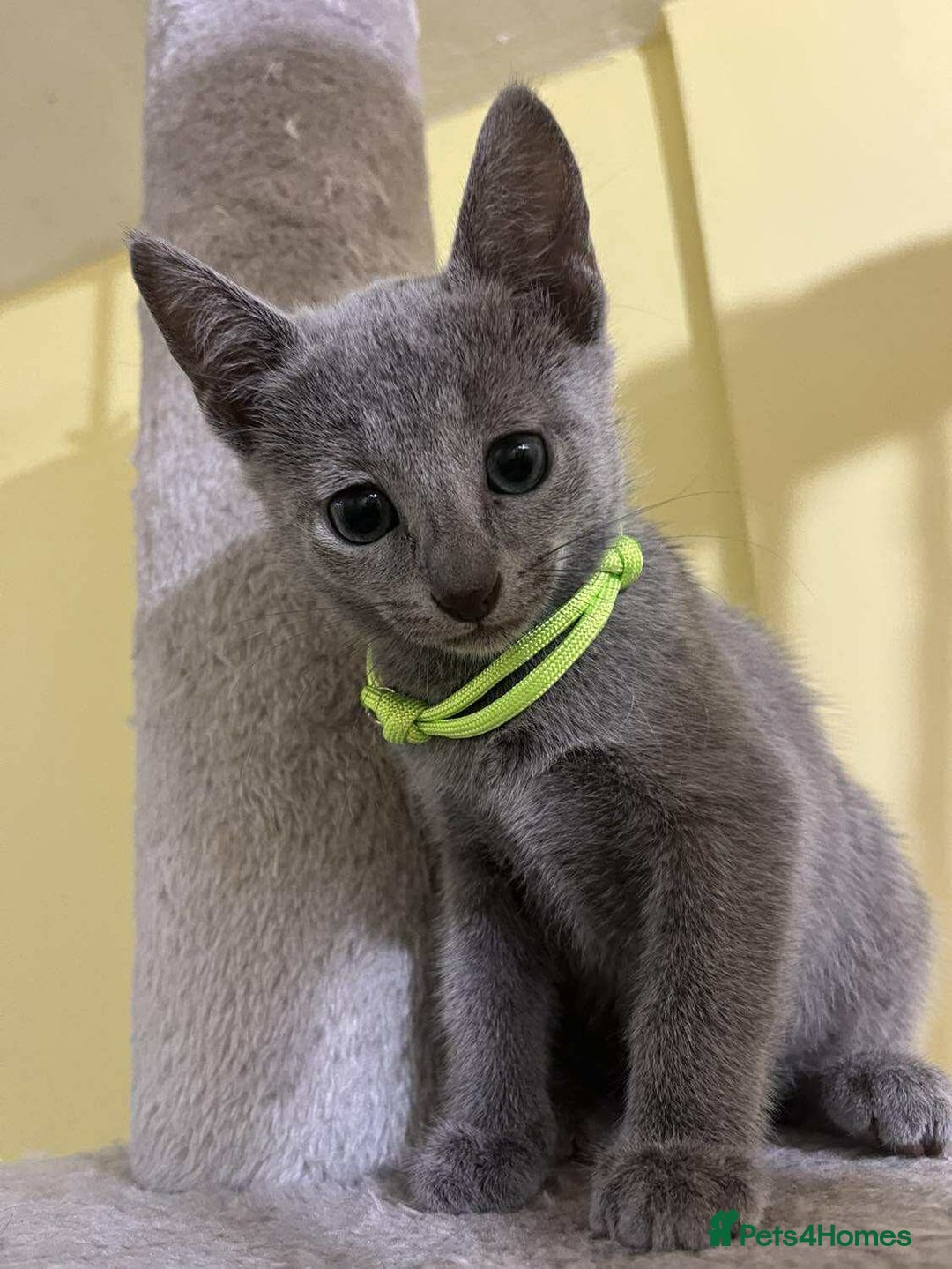 Russian Blue cats for sale: TICA REGISTERED Pure Breed Russian Blue Kittens - Image 10