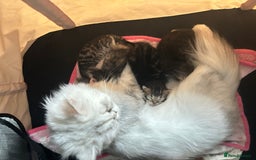 Persian cats for sale: Persian Kittens for Sale 💙✨ - Image 9