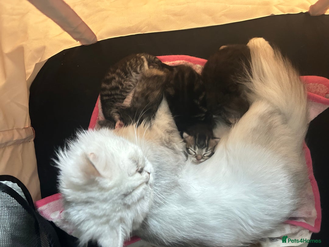 Persian cats for sale: Persian Kittens for Sale 💙✨ - Image 9