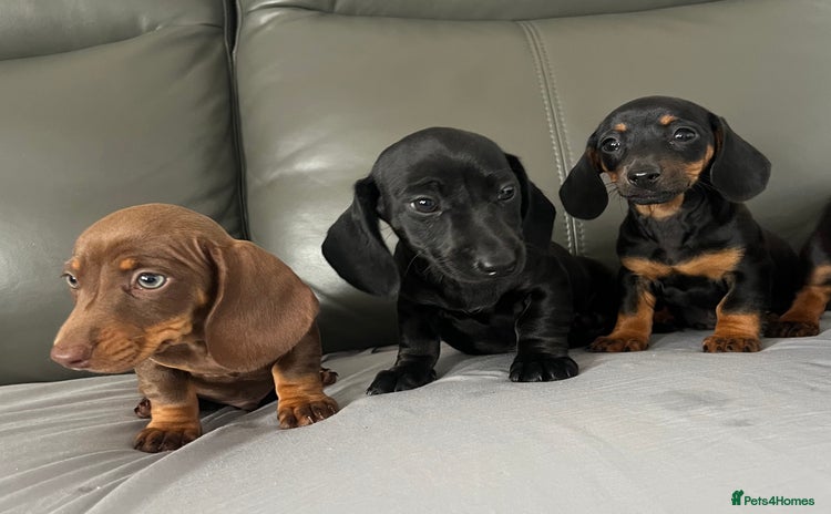 Dachshund dogs - Advert 1