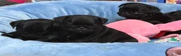 Pug dogs for sale: Little Pug Joy-Bundles with Energy to Share in Birmingham - Advert 3