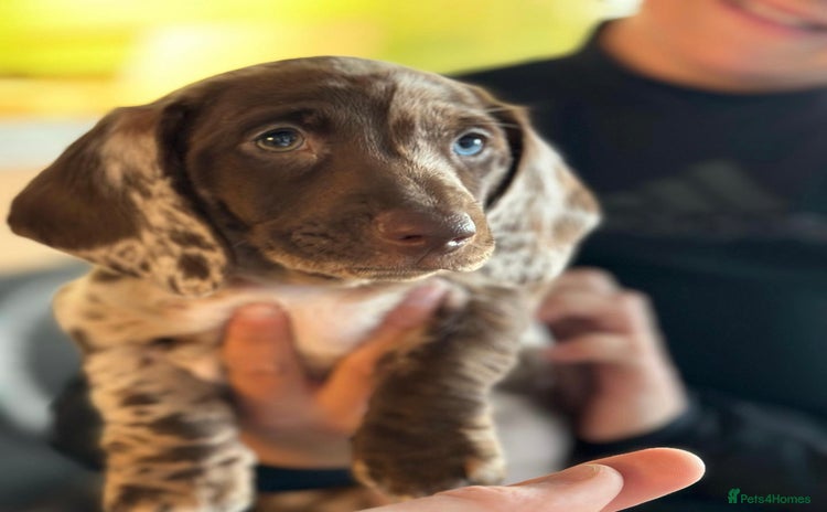 Miniature Dachshund dogs - Advert 3