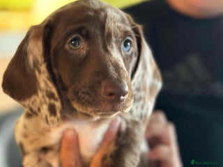 Miniature Dachshund dogs - Advert 15