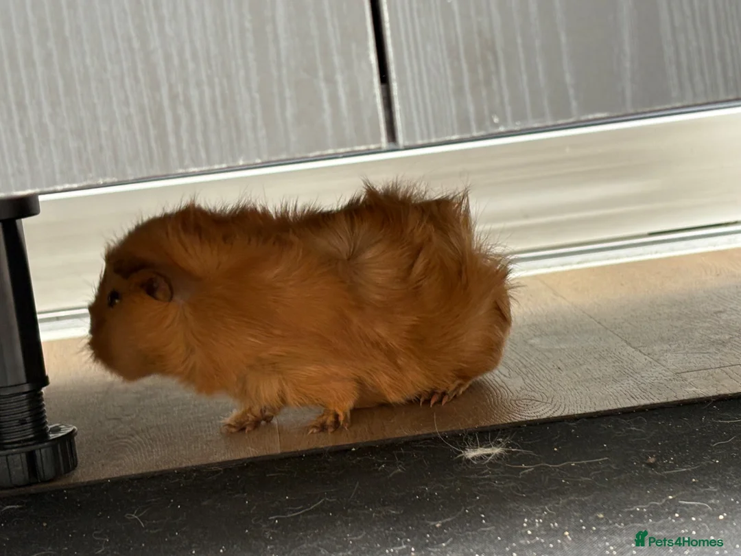 Guinea Pig rodents for sale: Two girls for sale bonded  in Houghton le Spring - Advert 6