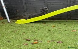 Mixed Breed dogs for sale: Cane corso/Great Dane puppies for sale ✨✨ - Image 27