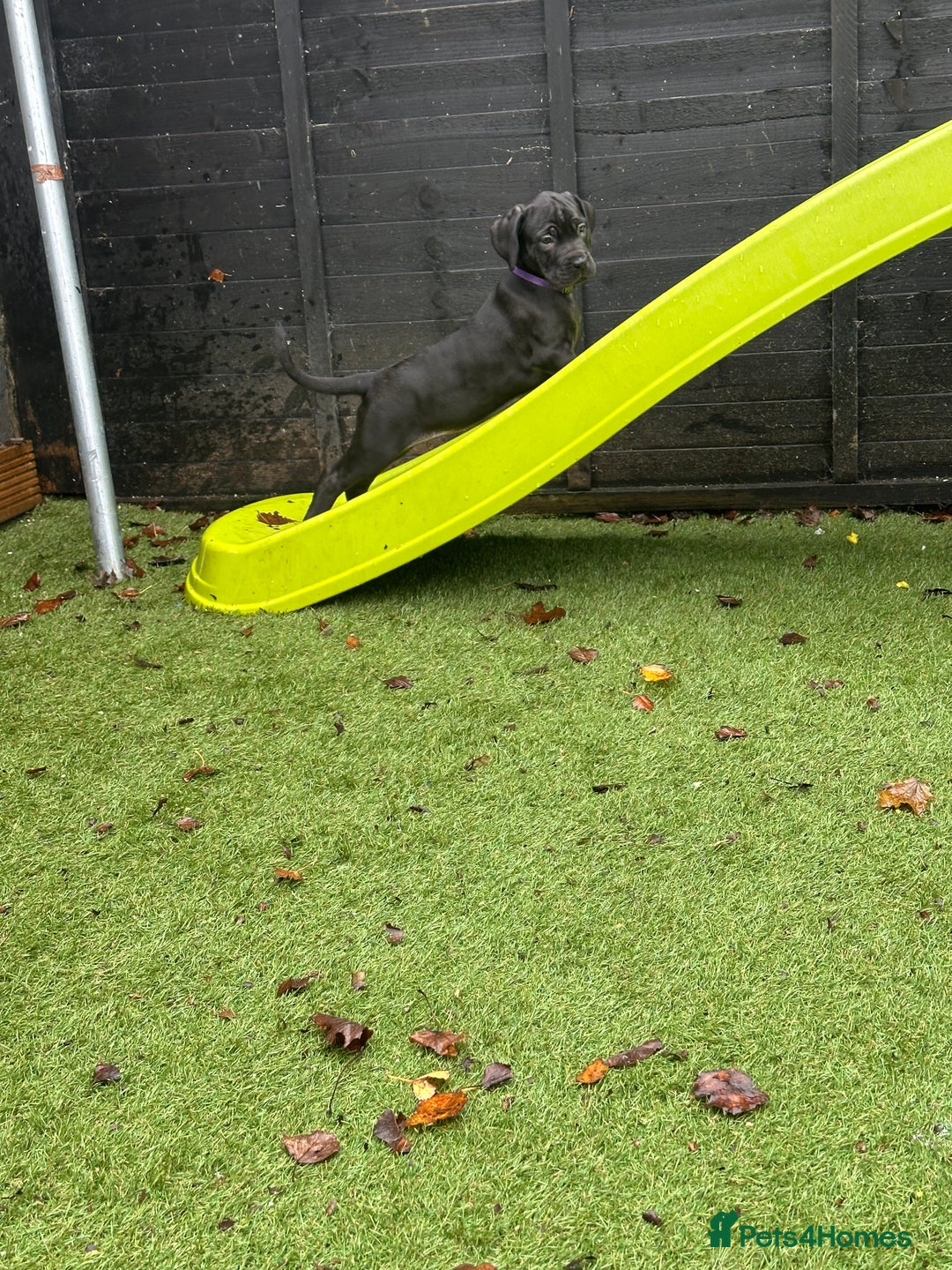 Mixed Breed dogs for sale: Cane corso/Great Dane puppies for sale ✨✨ - Image 27