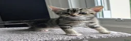 Mixed Breed cats for sale: Kittens available near Worksop/Retford  in Worksop - Advert 3