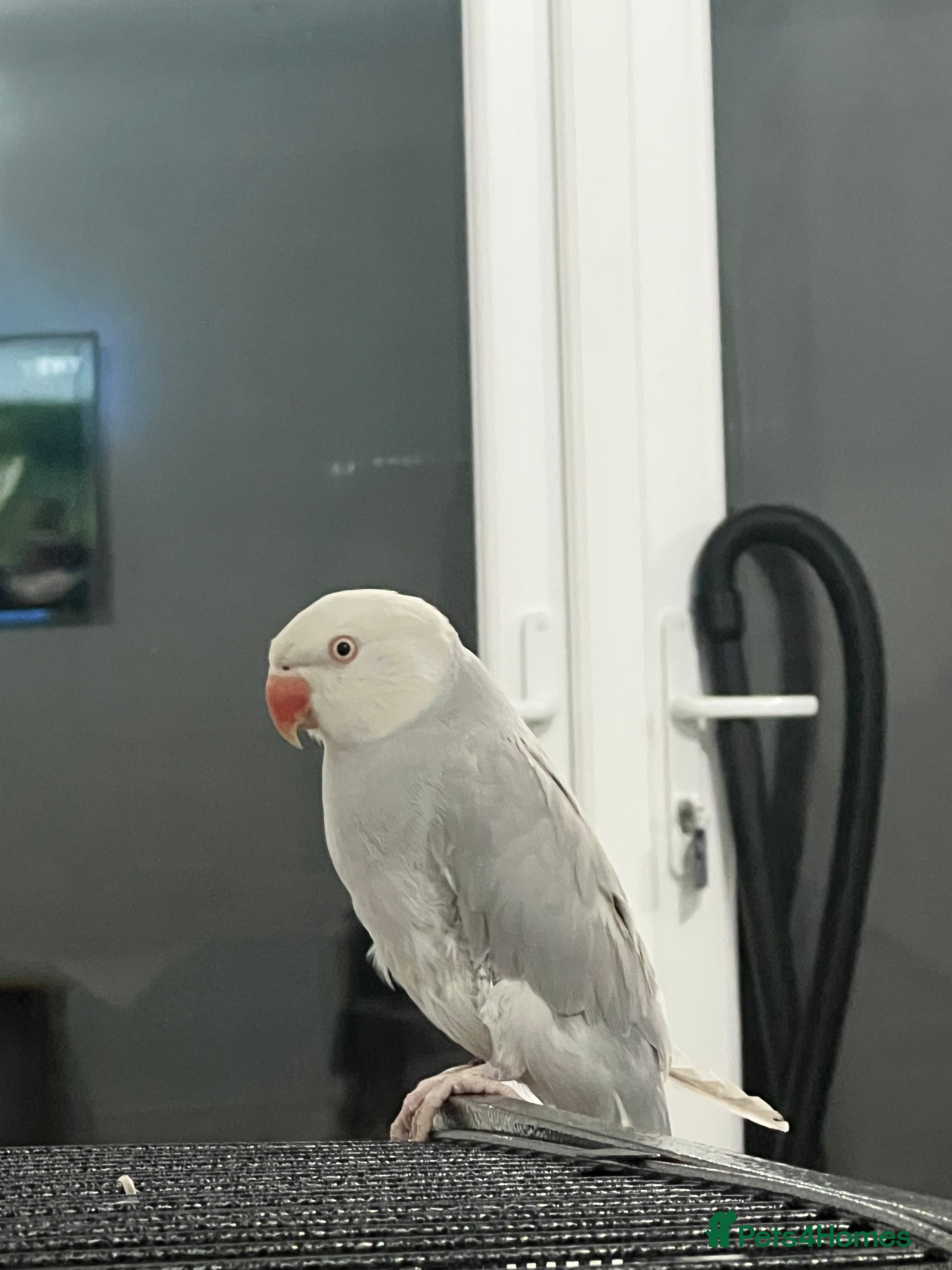 Parrots birds Grey Indian ringneck Parrot - Advert 1