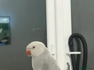 Parrots birds Grey Indian ringneck Parrot - Advert 1