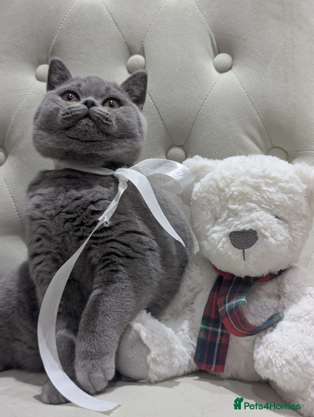 British Shorthair cats for sale: Ready Now British shorthair 2 females - Advert 5