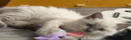 Ragdoll cats for sale: Stunning bluepoint ragdoll kittens  - Advert 21
