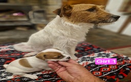 Jack Russell dogs for sale: Jack Russel pups  - Image 1