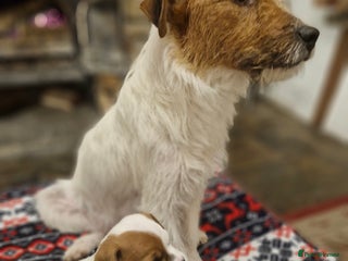 Jack Russell dogs - Advert 3