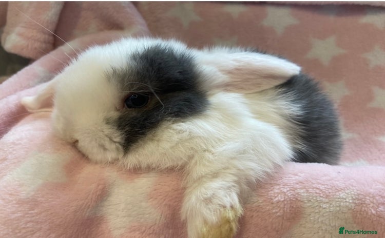 Mini Lop rabbits - Advert 2