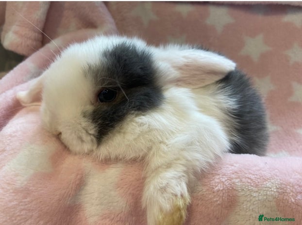 Mini Lop rabbits - Advert 10