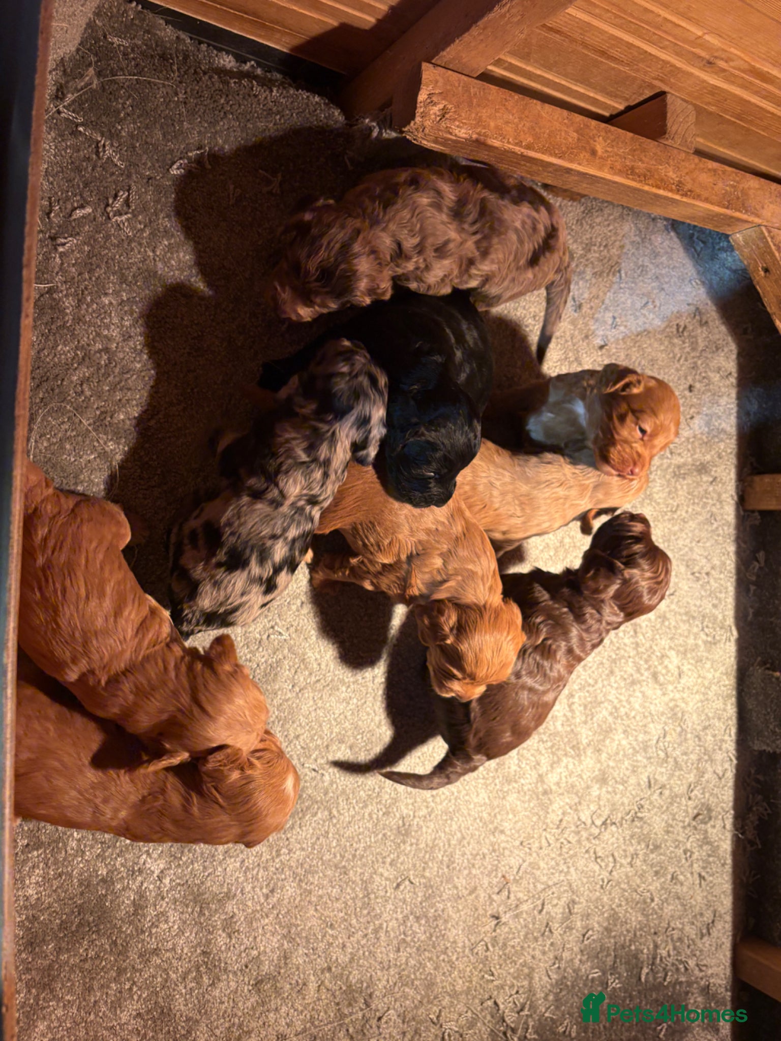 Cockapoo dogs Beautiful health tested cockapoo puppies - Advert 1