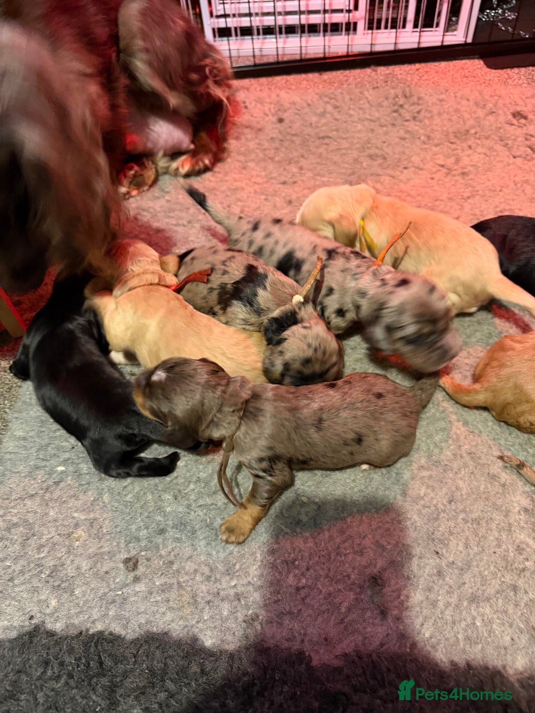 Cocker Spaniel dogs for sale: Cocker spaniel pups - Advert 8