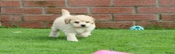 Poochon dogs for sale: Beautiful Poochon puppies for sale  - Advert 15