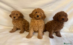 Cavapoo dogs for sale: Extensively Health Tested F1BB Cavapoo Puppies - Image 1