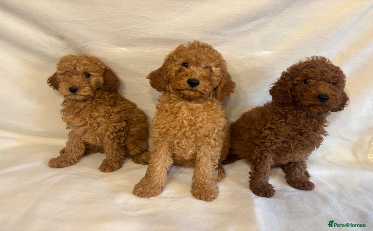 Cavapoo dogs - Advert 1