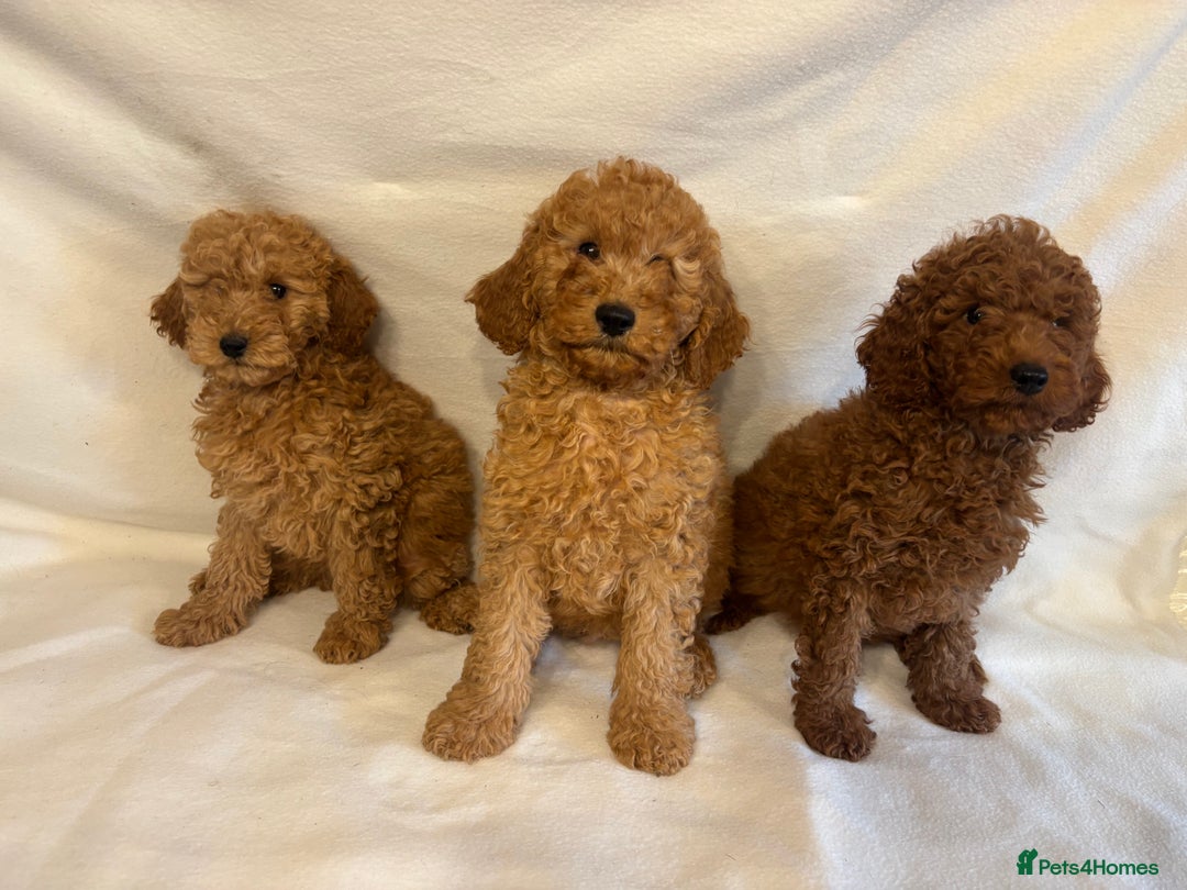 Cavapoo dogs for sale: Extensively Health Tested F1BB Cavapoo Puppies - Image 1