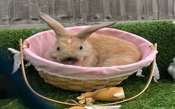 Mini Lop rabbits for sale: Autumn babies - Image 1