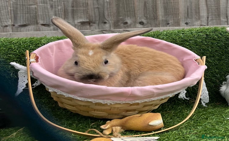 Mini Lop rabbits - Advert 2