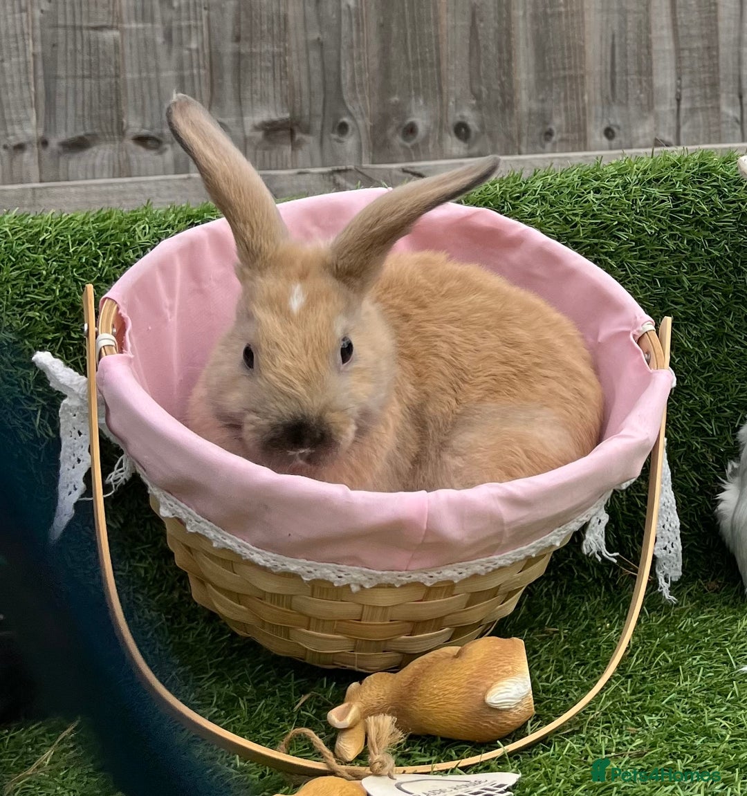 Mini Lop rabbits for sale: Autumn babies - Image 1