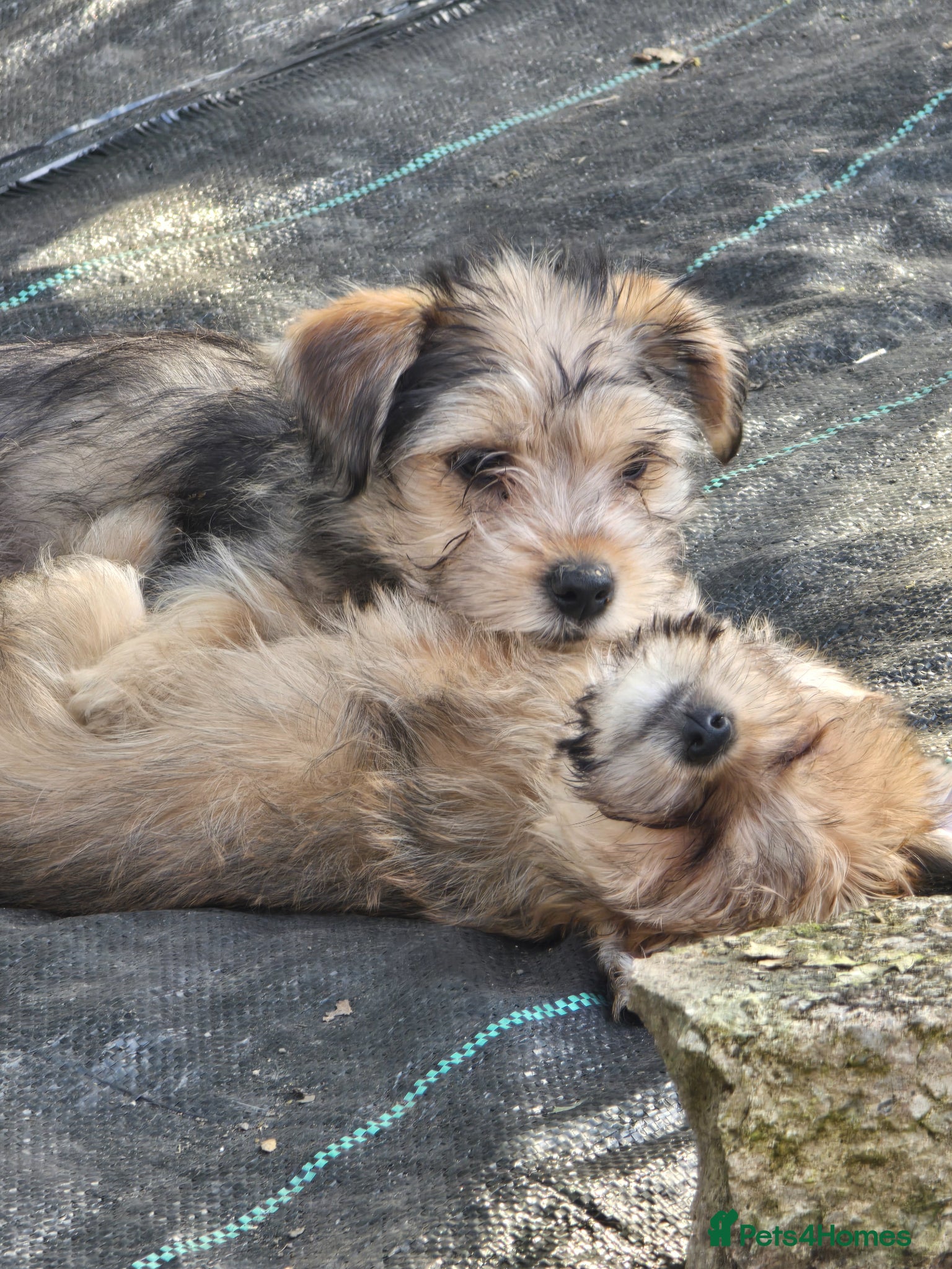 Yorkshire Terrier dogs Ready Now! Yorkshire Terrier Puppies - Advert 1