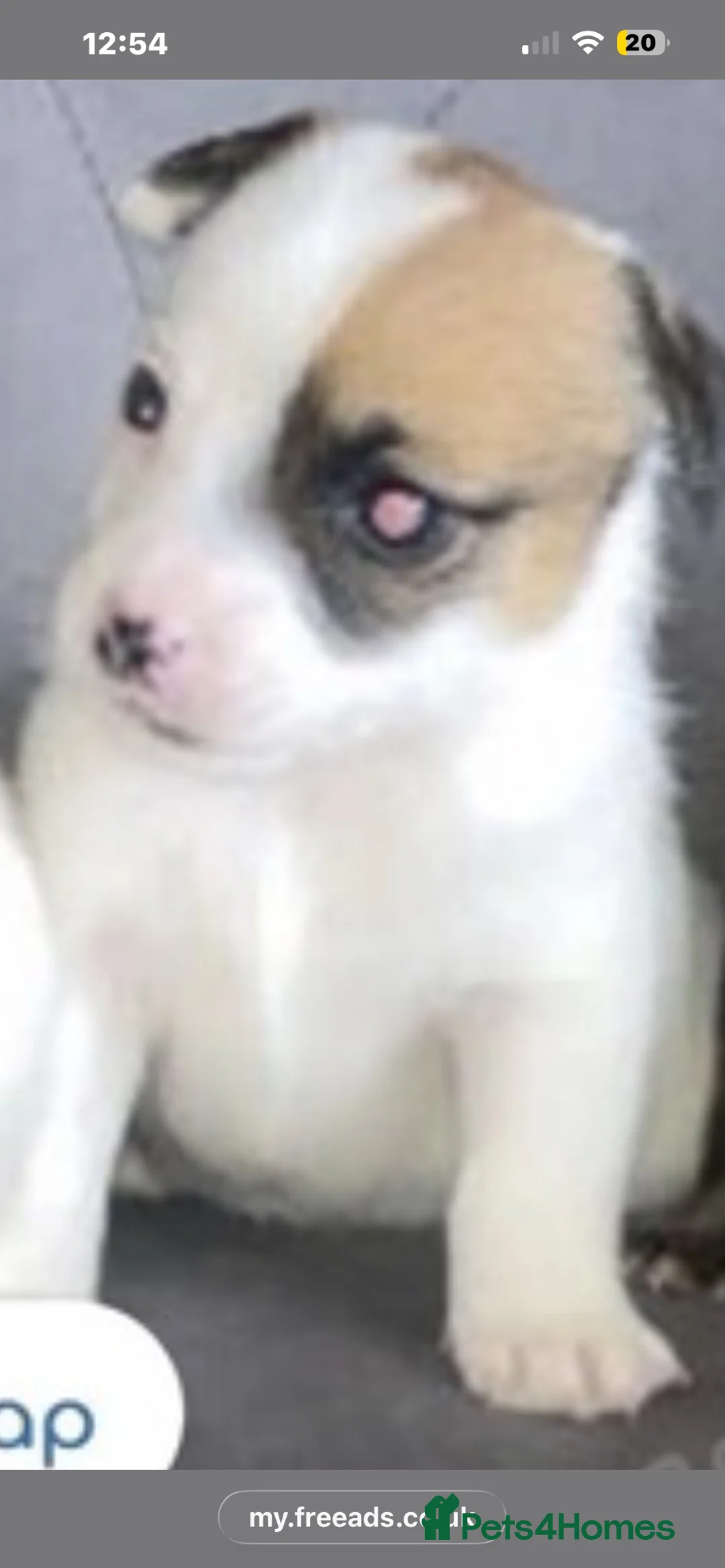Mixed Breed dogs for sale: Last  beautiful girl puppy Lila  - Advert 5
