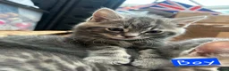 Mixed Breed cats for sale: 2 Grey Kittens  - Advert 15