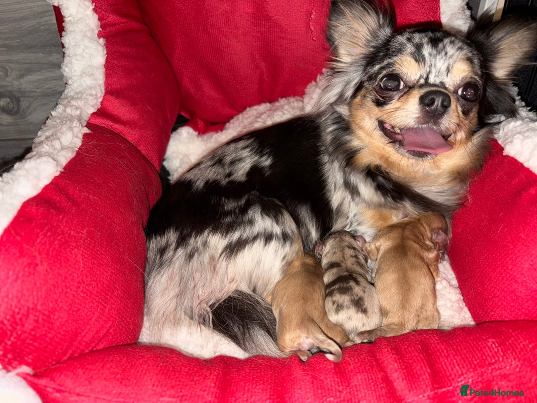 Chihuahua dogs for sale: Merle chihuahua boy  - Advert 1