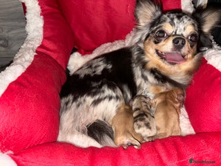 Chihuahua dogs Merle chihuahua boy - Advert 2