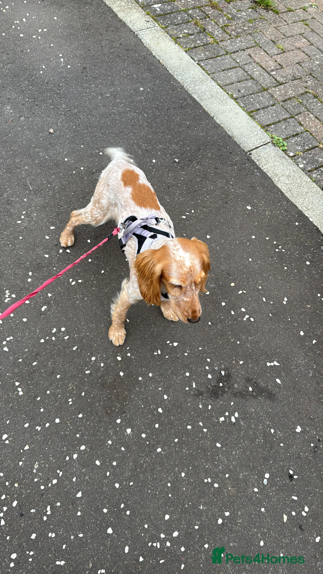 Cocker Spaniel dogs for sale: Cocker spaniel - Advert 5