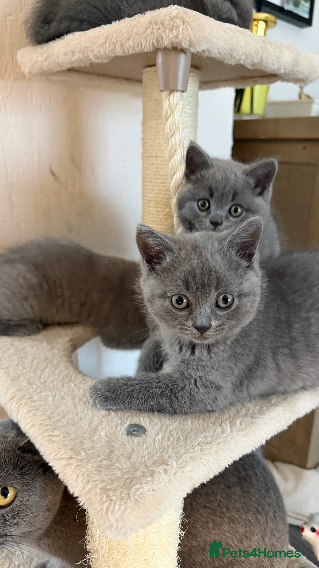 British Shorthair cats for sale: British Shorthair  - Advert 6