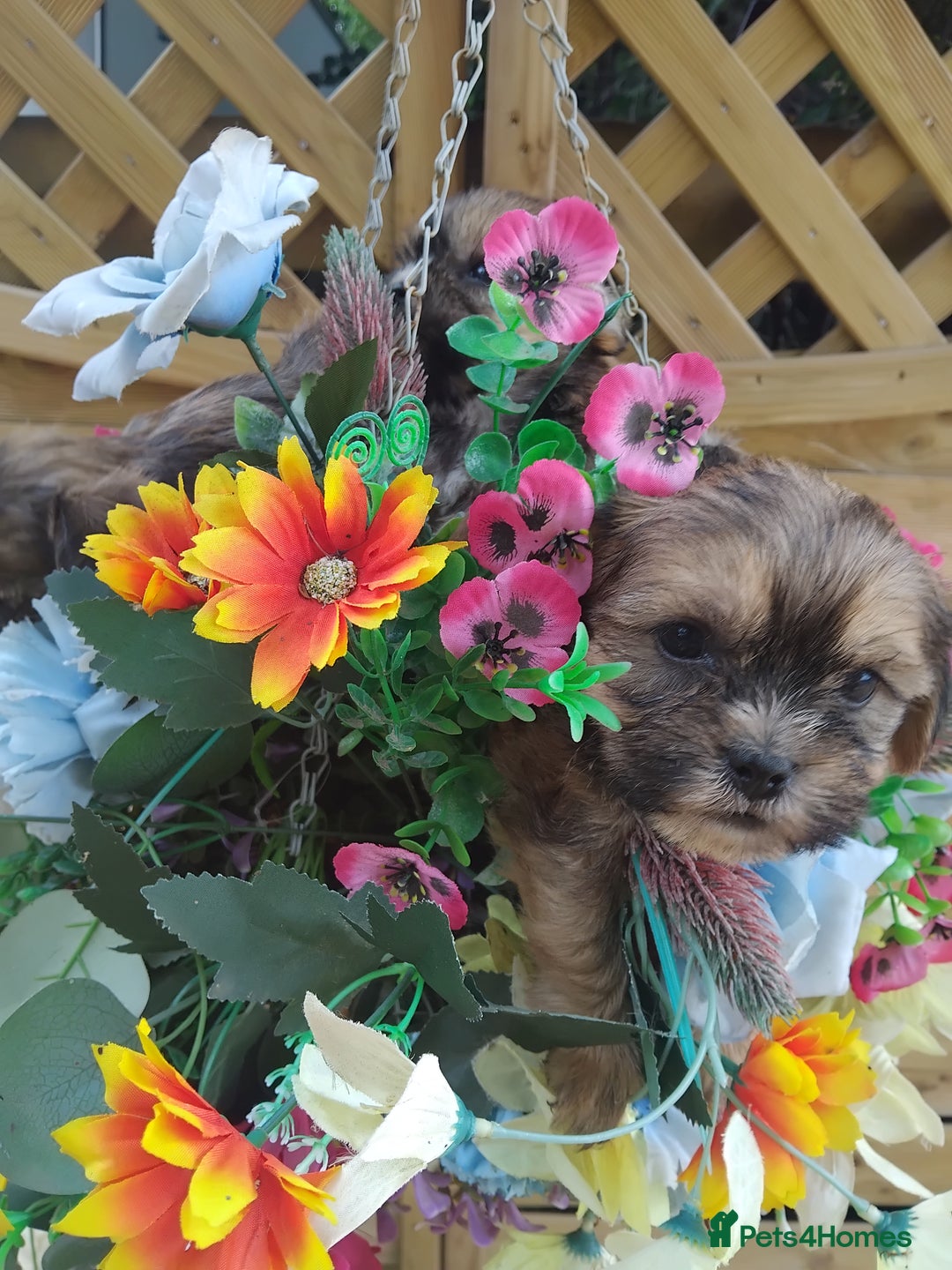 Yorkshire Terrier dogs for sale: Yorkshire Tarrie Puppies - Image 4