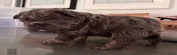 French Bulldog dogs for stud: Rfg tested aa lilac quad fluffy carrying testable - Advert 19