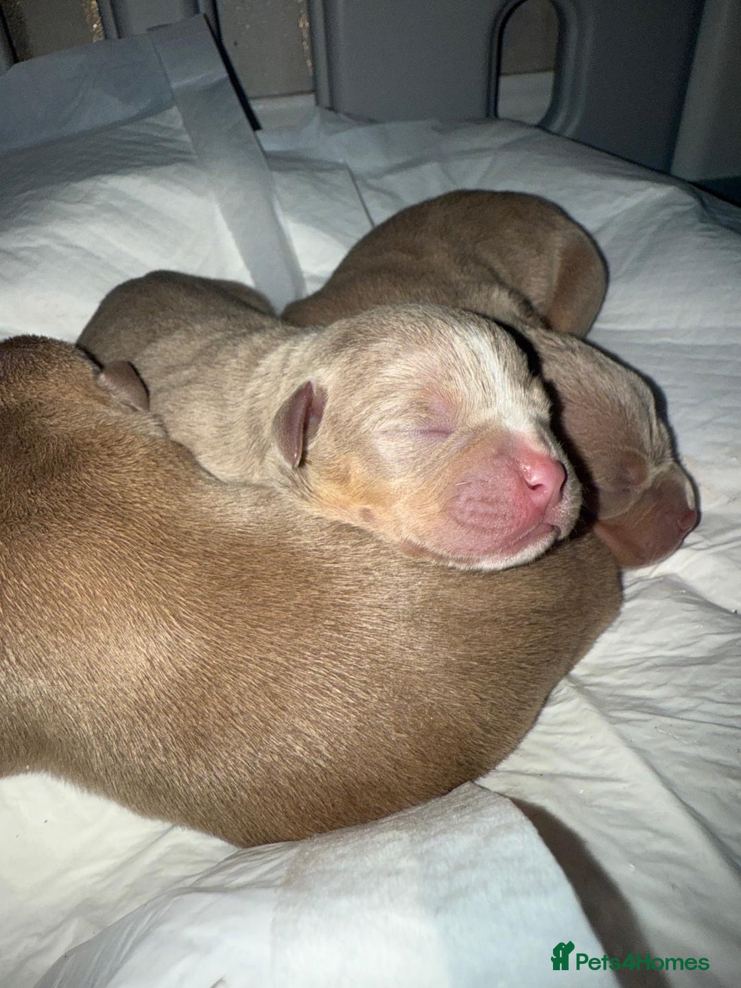American Bully dogs for sale: Pocket bully pups - Advert 5