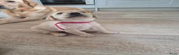 Labrador Retriever dogs for sale: Stunning red/golden labrador puppies - Advert 8