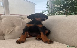 Dobermann dogs for sale: Healthy chunky European Doberman puppies - Image 22