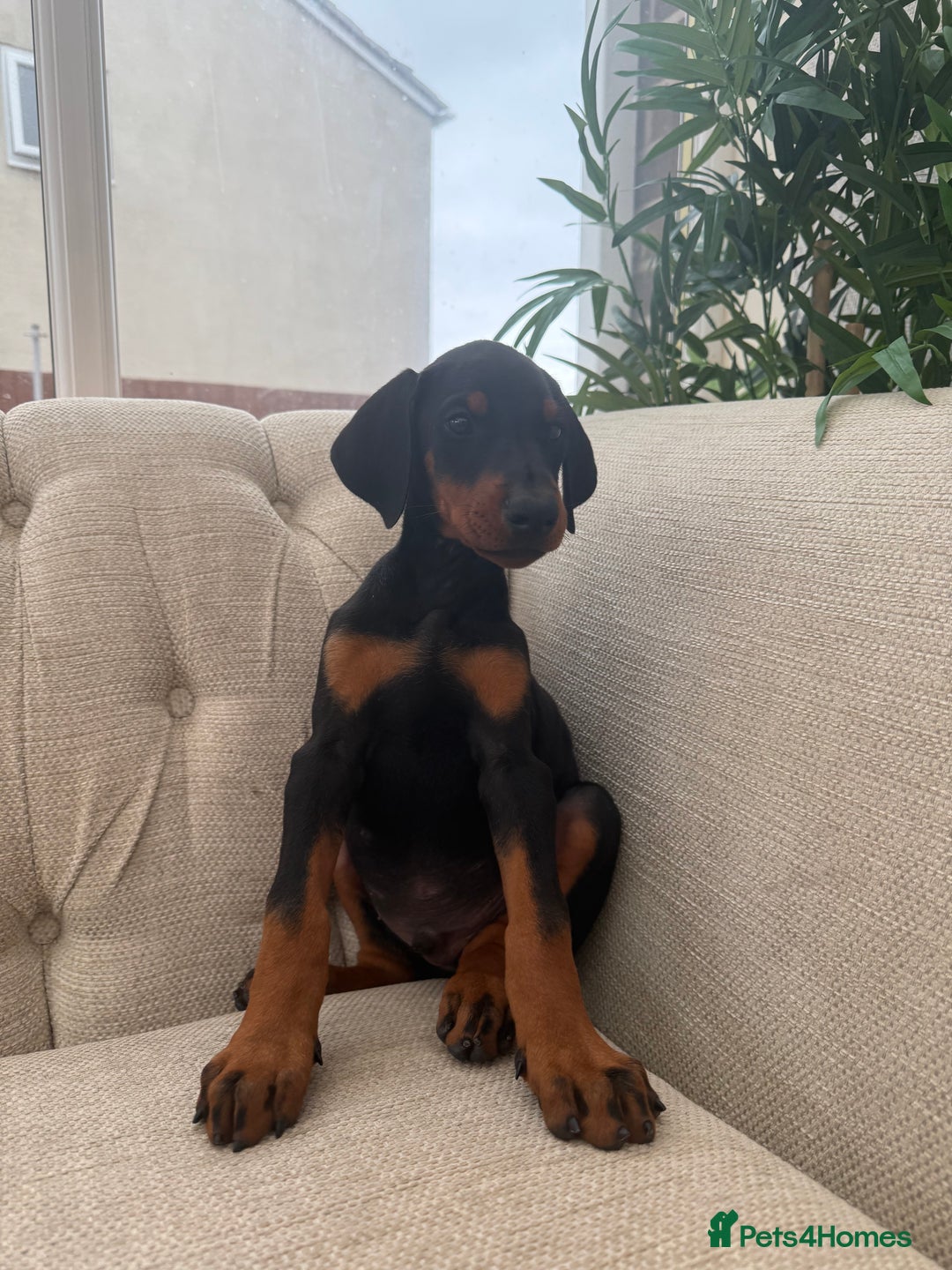 Dobermann dogs for sale: Healthy chunky European Doberman puppies - Image 22